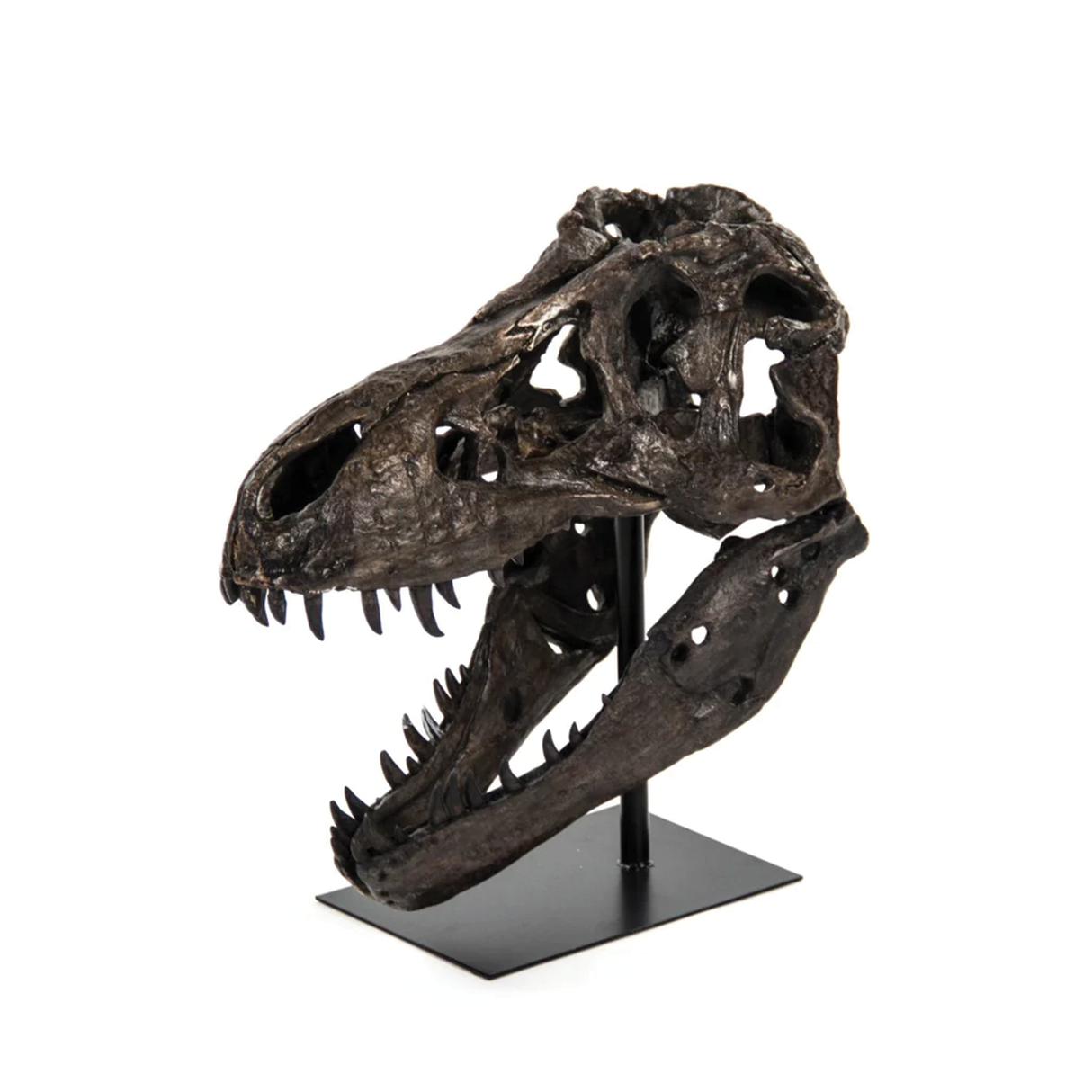 T-Rex Skull W/Base